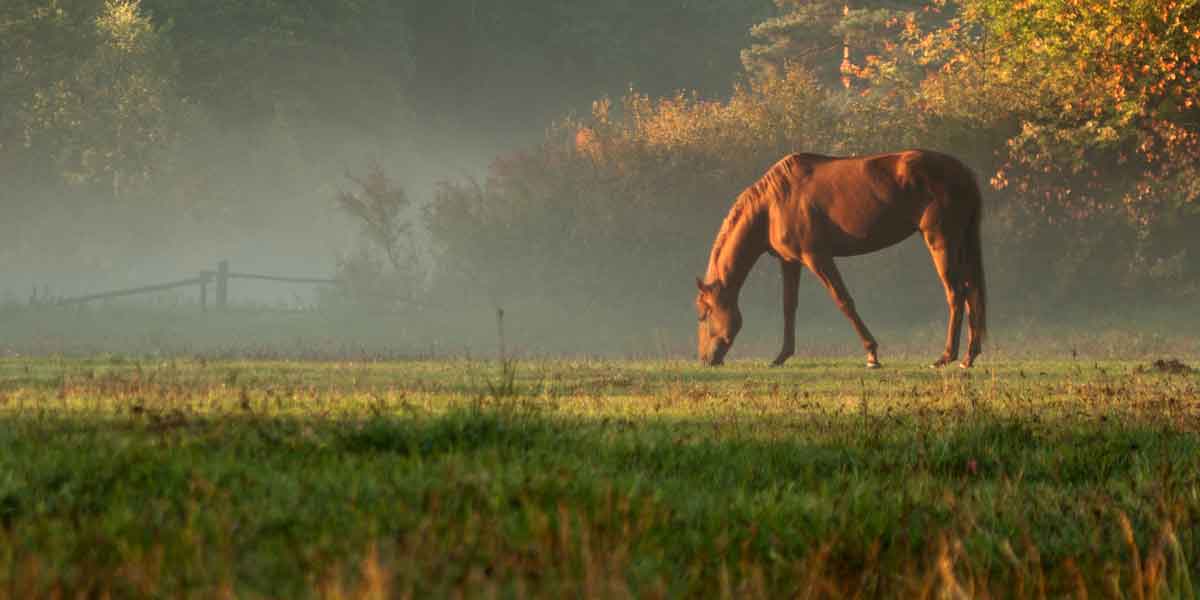 Middleburg Virginia Horse Country